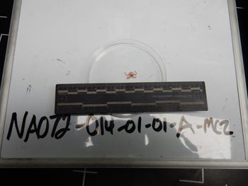 Media type: image;   Invertebrate Zoology 137763